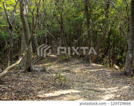 綠樹成蔭的山間小路風景 129729666