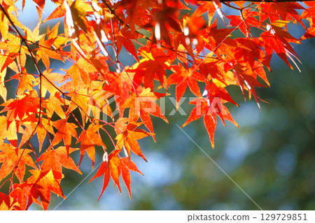 明亮的秋葉 明亮的秋葉 129729851