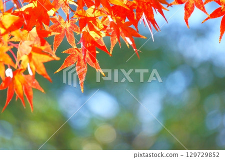 藍色背景與散景和充滿活力的秋葉 129729852