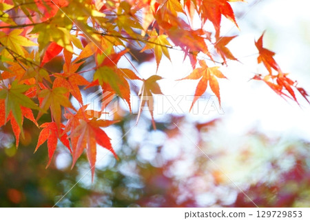散景和鮮豔的秋葉 129729853