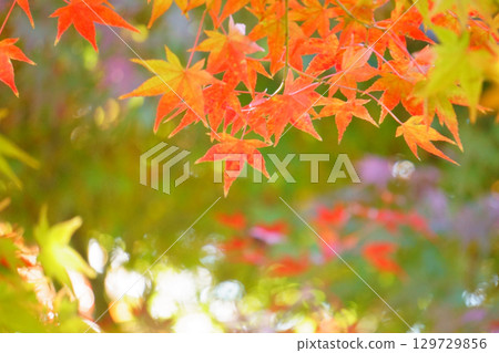 秋葉背景下的紅楓葉 129729856