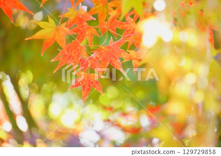 明亮的秋葉 129729858