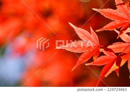 Autumn leaves emerging from a red background 129729863