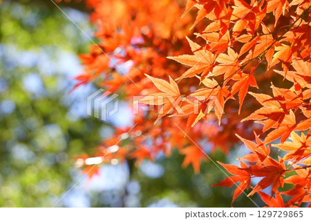 背景中散景的楓葉 129729865