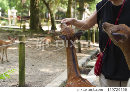 奈良公園內遊客獻上鹿餅 129729866