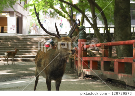奈良公園裡的一隻鹿 129729873