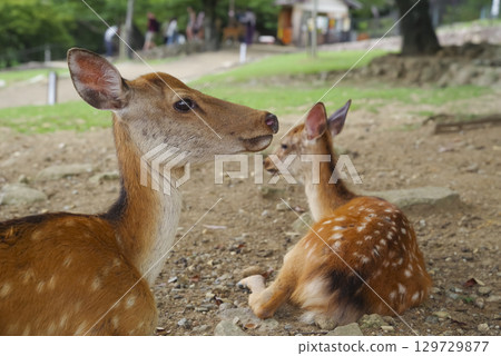 A deer standing in Nara Park 129729877