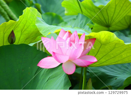 吉野裡歷史公園男鹿蓮花盛開的季節 129729975