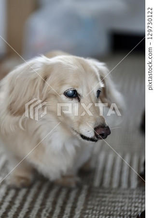 患有白內障的迷你臘腸犬 — 患有眼部疾病的狗 129730122