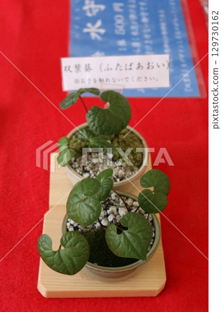 Futaba Aoi (double-leaf hollyhock) at Shimogamo Shrine in Kyoto Futaba Aoi (double-leaf hollyhock) at Shimogamo Shrine in Kyoto 129730162