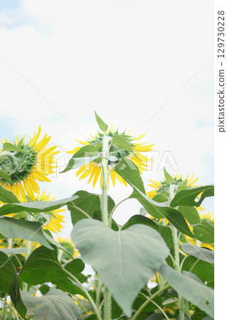 向日葵背向 129730228