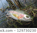 Rainbow trout caught in a spring-fed river in Idaho 129730230