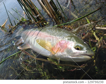 Rainbow trout caught in a spring-fed river in Idaho Rainbow trout caught in a spring-fed river in Idaho 129730230
