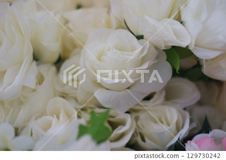 Beautiful White Rose in Bloom 129730242