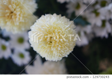 Soft Yellow White Chrysanthemum Bloom 129730243