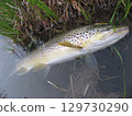 Brown trout in a spring-fed stream in Idaho 129730290
