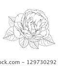 Vector illustration of a rose flower in outline style, elegant rose for coloring books, greeting cards, tattoo designs, wedding invitations, botanical projects, and romantic decor. 129730292