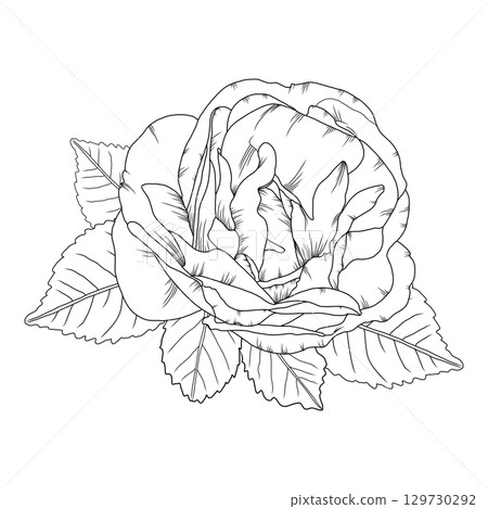 Vector illustration of a rose flower in outline style, elegant rose for coloring books, greeting cards, tattoo designs, wedding invitations, botanical projects, and romantic decor. 129730292