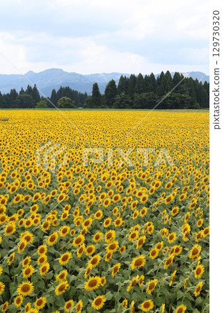 A field of sunflowers A field of sunflowers 129730320