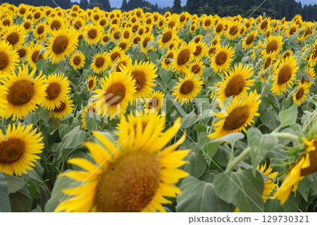 A field of sunflowers A field of sunflowers 129730321