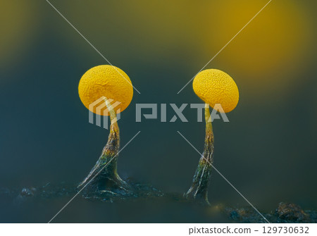 Slime molds. Slime mold - physarum viride. Yellow small protist organism Slime molds. Slime mold - physarum viride. Yellow small protist organism 129730632