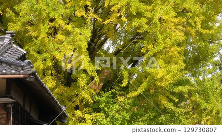 老房子和大黃銀杏樹 129730807