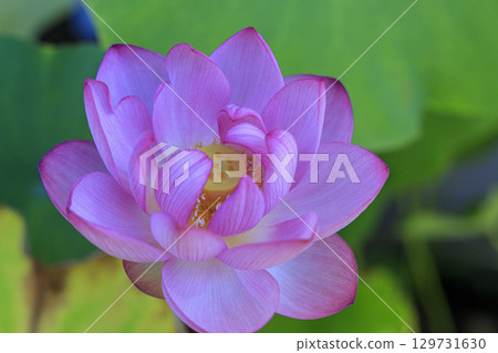 古哈斯蓮花 古哈斯蓮花 129731630