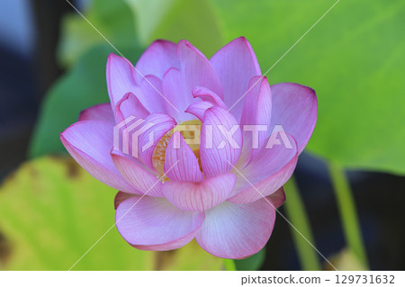 古哈斯蓮花 古哈斯蓮花 129731632