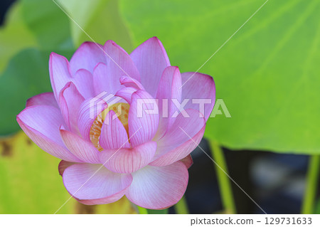 古哈斯蓮花 古哈斯蓮花 129731633