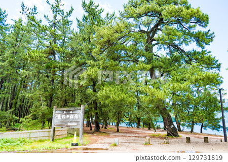 Image of the pine forest at Matsubara Park | Kehi no Matsubara | Tsuruga City, Fukui Prefecture 129731819