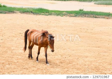 2026年生肖：馬 129731967