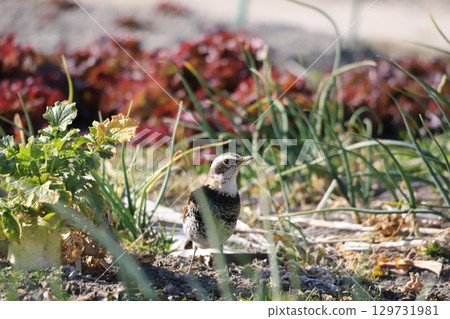 A thrush searching for food in a field A thrush searching for food in a field 129731981
