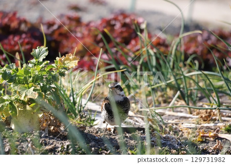 A thrush searching for food in a field 129731982