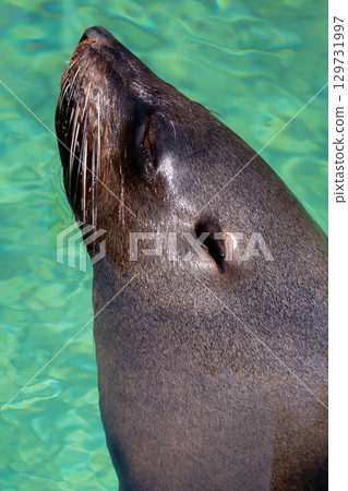 A seal showing a face 129731997
