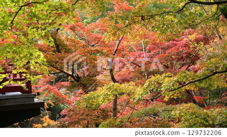 The red Kangetsu Bridge surrounded by autumn leaves The red Kangetsu Bridge surrounded by autumn leaves 129732206