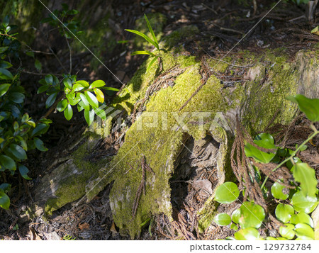 長滿青苔的樹樁 129732784