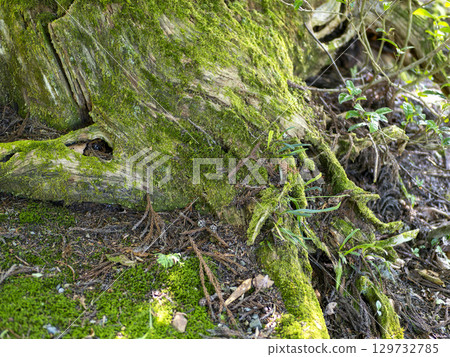 長滿青苔的樹樁 129732785