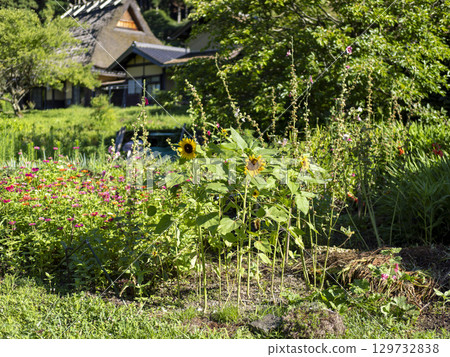 Blooming flowers at Miyama Kayabuki Village Blooming flowers at Miyama Kayabuki Village 129732838