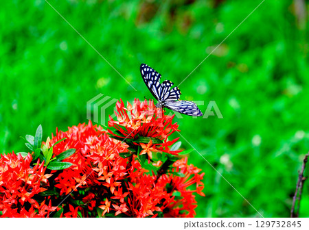 紅色花和swallowtail蝴蝶 129732845