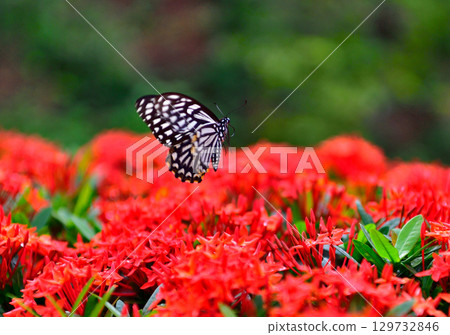 Red flowers and swallowtail butterflies 129732846