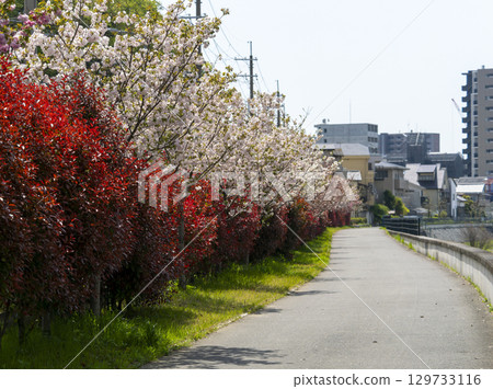 沿河一排盛開的櫻花樹 沿河一排盛開的櫻花樹 129733116