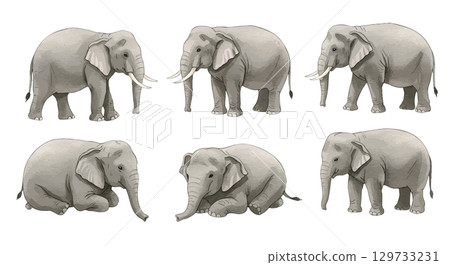 Elephant illustration Elephant illustration 129733231