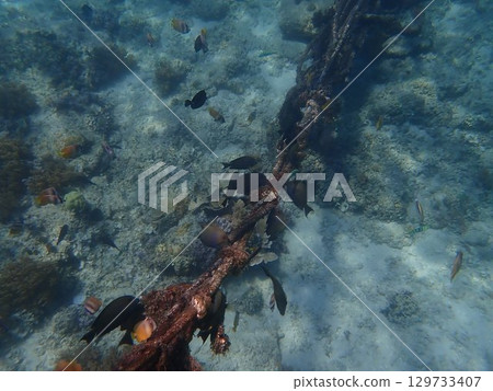 Fish from Gili Air Island, Indonesia 129733407