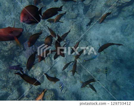 印尼吉利艾爾島的魚 129733412