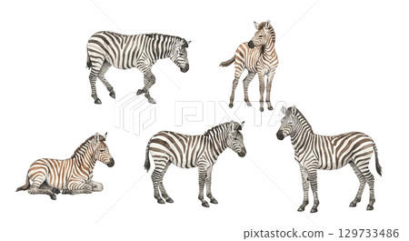 zebra  129733486