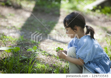 採摘三葉草的女孩 129733543