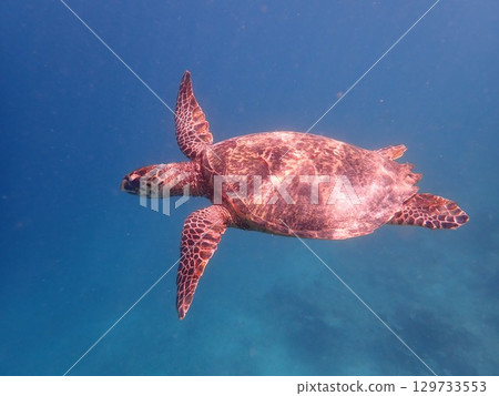 Sea turtles on Gili Air Island, Indonesia 129733553