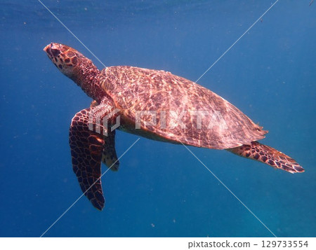 Sea turtles on Gili Air Island, Indonesia Sea turtles on Gili Air Island, Indonesia 129733554