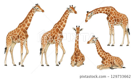 Giraffe  129733662