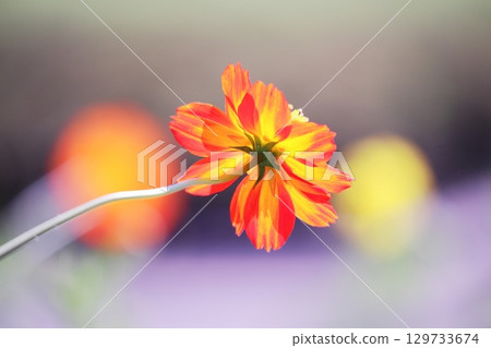 彩色背景和黃色波斯菊 彩色背景和黃色波斯菊 129733674